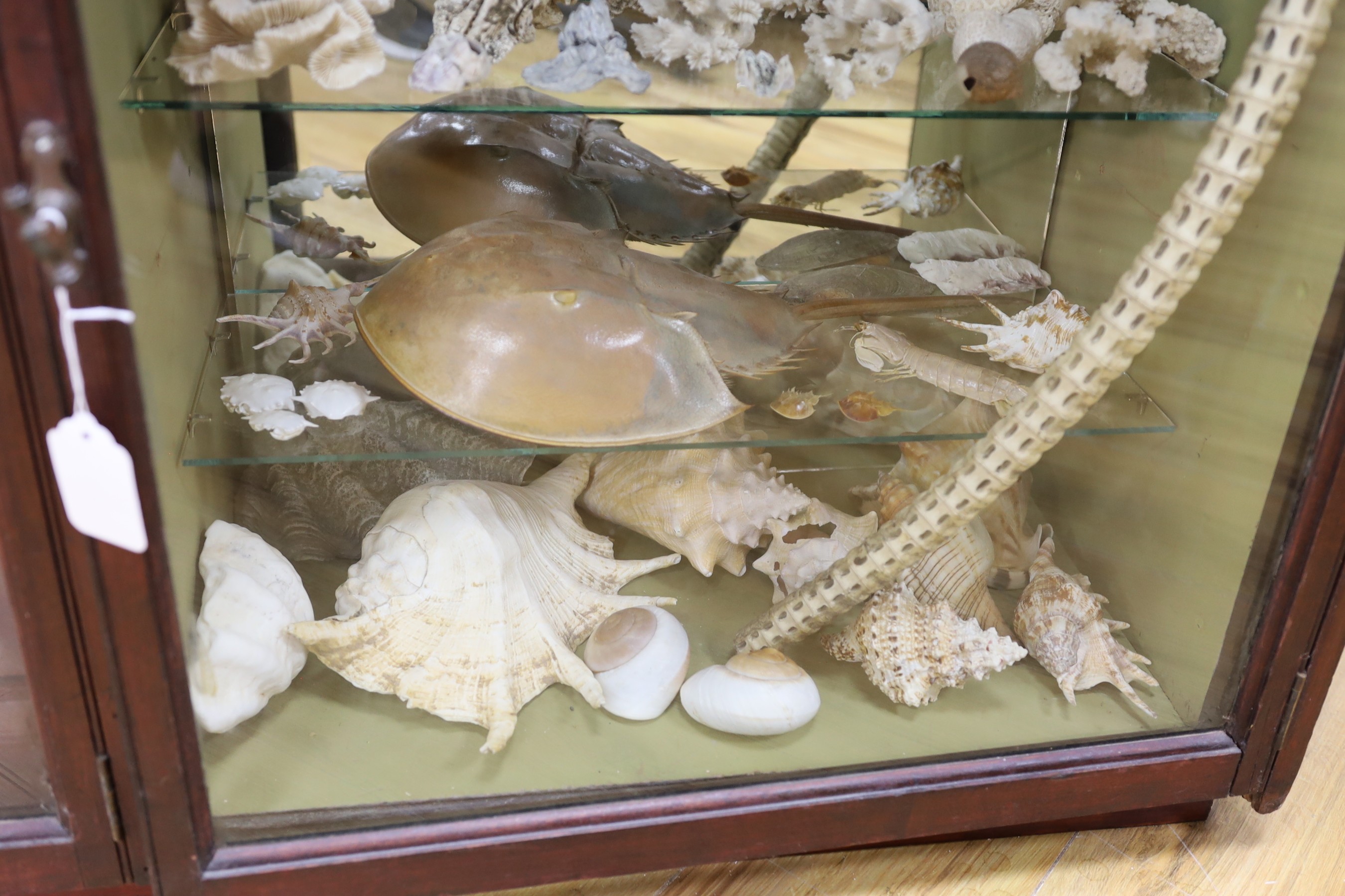 A collection of shells, corals, and other marine specimens in an early 20th century wood cabinet, 82 cm high, 185 cm wide, 38 cm deep